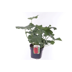 Alcea rosea Chart. Double Scarlet