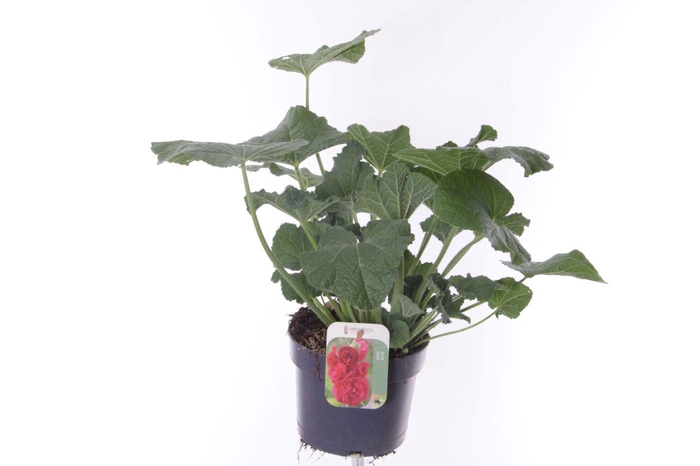 <h4>Alcea rosea Chart. Double Scarlet</h4>