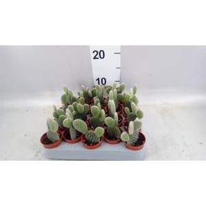 Opuntia microdasys 'Albispina'