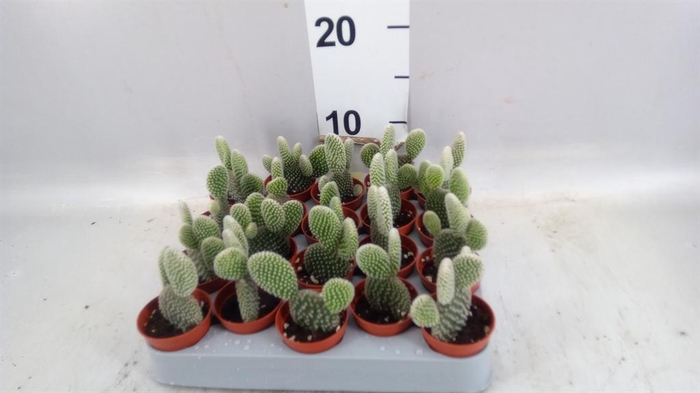 <h4>Opuntia microdasys 'Albispina'</h4>
