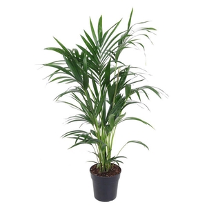 Howea Forsteriana(kentia) P21-100