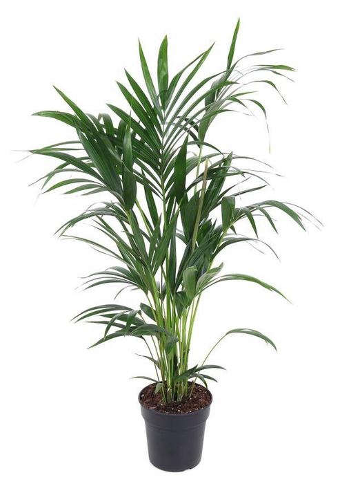<h4>Howea Forsteriana(kentia) P21-100</h4>
