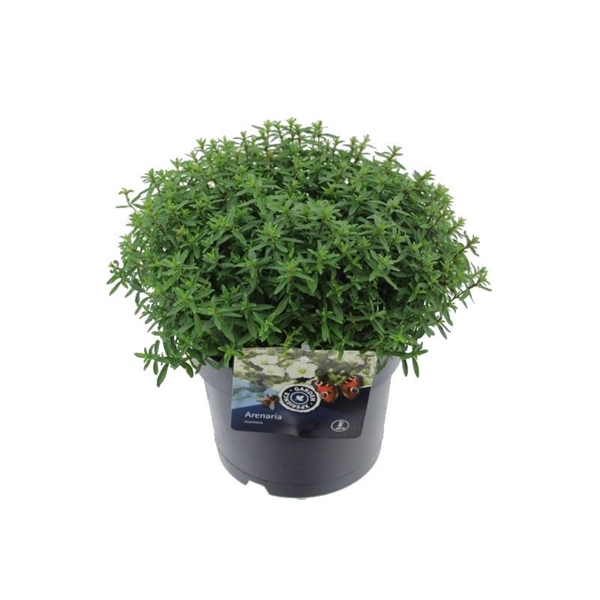 <h4>Arenaria montana Blizzard Compact</h4>