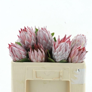 PROTEA CYNAROIDES