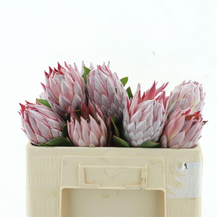 <h4>PROTEA CYNAROIDES</h4>
