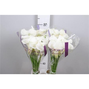 Zantedeschia  'White Mambo'