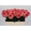 Dahlia Chanel