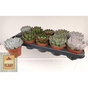Echeveria gemengd