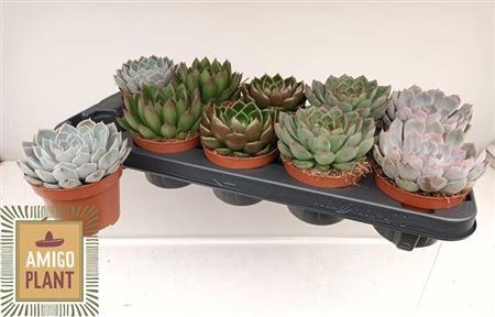 <h4>Echeveria gemengd</h4>