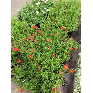 PORTULACA GEM