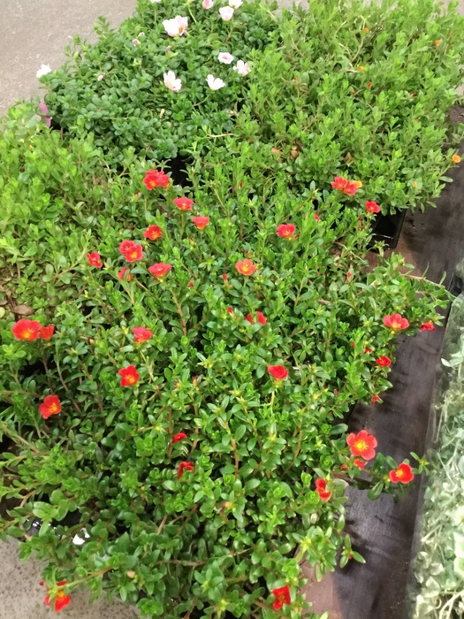<h4>PORTULACA GEM</h4>
