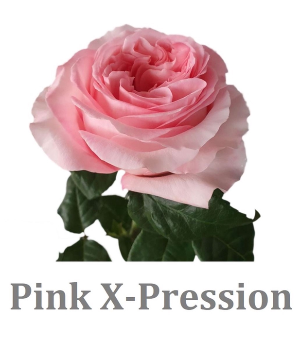 R Gr Pink X-pression