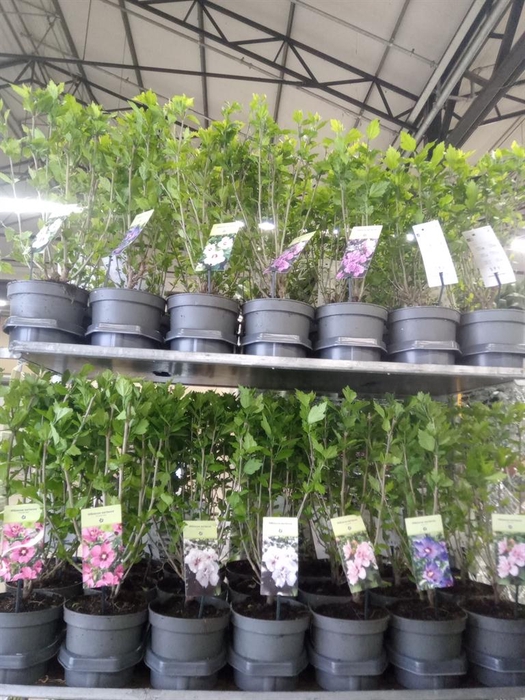 <h4>Hibiscus syriacus</h4>