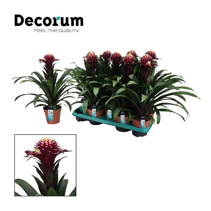 <h4>Guzmania Francesca 13Ø 40cm</h4>