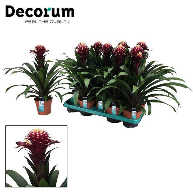 Guzmania Francesca 13Ø 40cm