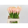 Zantedeschia Eydolls Salmon