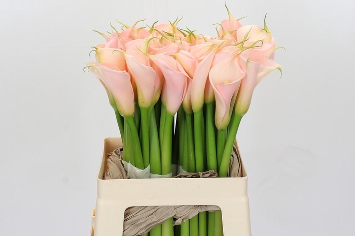 Zantedeschia Eydolls Salmon