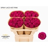 Rosa Spray Lace Hot Pink