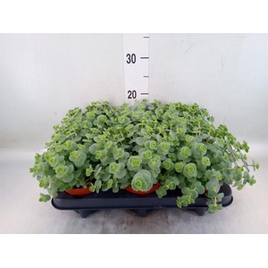Sedum sieboldii