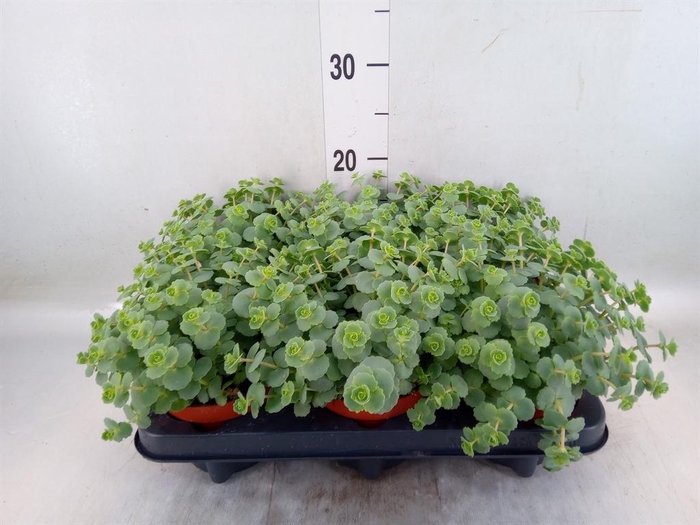<h4>Sedum sieboldii</h4>