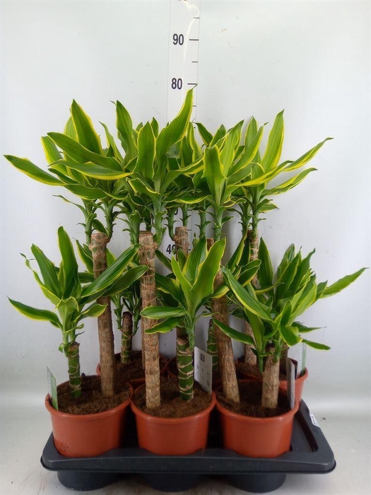 <h4>Dracaena frag. 'Golden Coast'</h4>