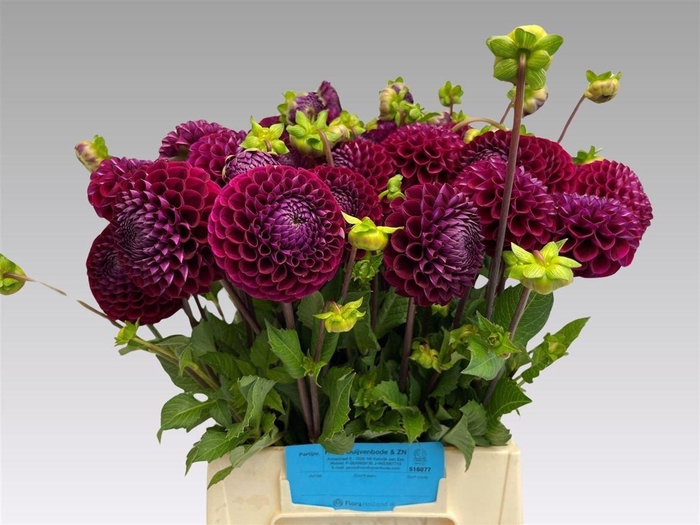 <h4>Dahlia Ivannetti</h4>