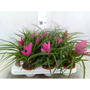 Tillandsia cyanea 'Josee'