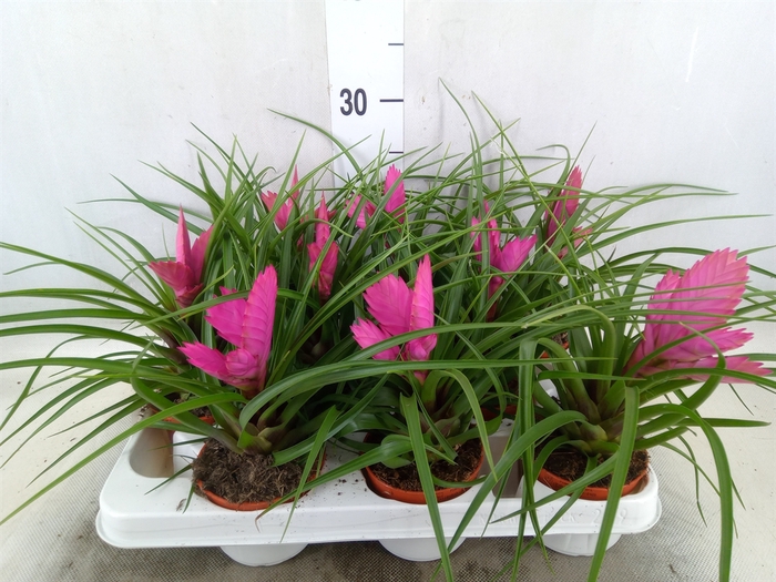 <h4>Tillandsia cyanea 'Josee'</h4>
