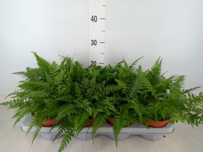 <h4>Athyrium   ...</h4>