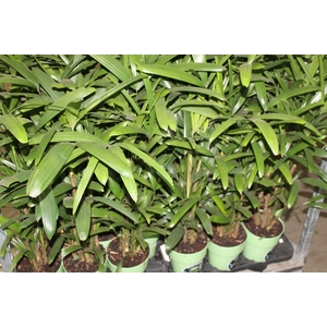 PALMEIRA RAPHIS P17
