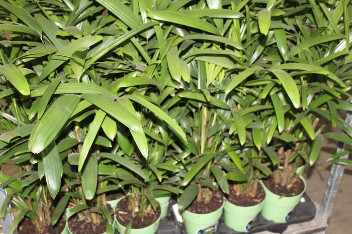<h4>PALMEIRA RAPHIS P17</h4>