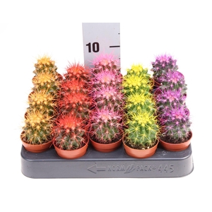 Echinocactus grusonii