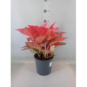 Aglaonema   ...