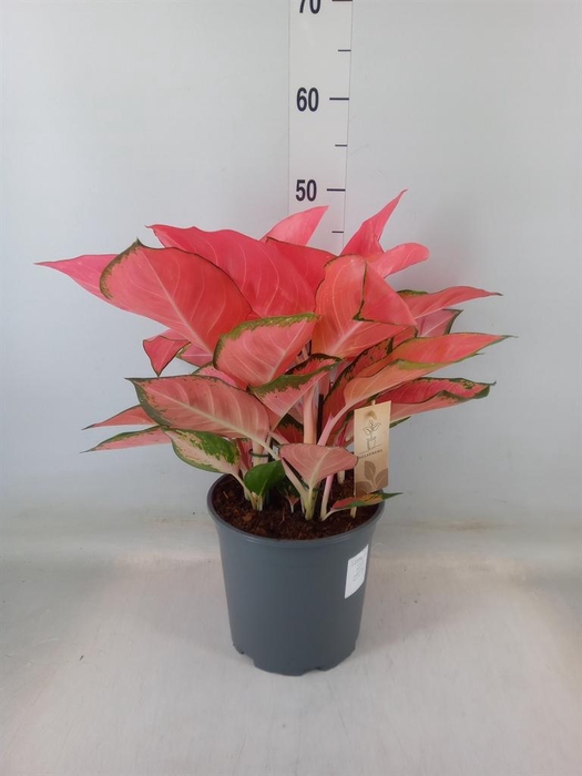 <h4>Aglaonema   ...</h4>