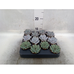 Echeveria   ...mix