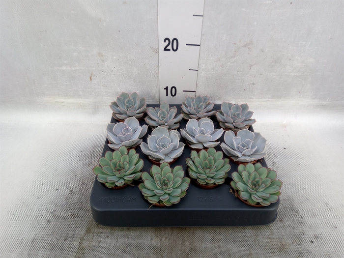 <h4>Echeveria   ...mix</h4>