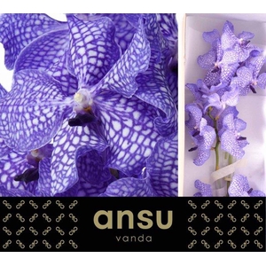 VANDA KAN DELFT BLUE