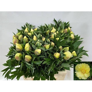 Paeonia bartzella