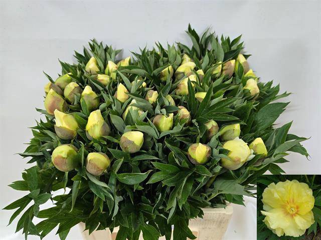 <h4>Paeonia bartzella</h4>