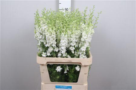 <h4>Cons R Q White</h4>