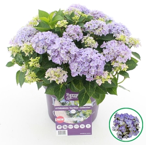 Hydrangea macr. Forever & Ever® 'HORTBUX'® Blauw C5 (23cm.) Kn.