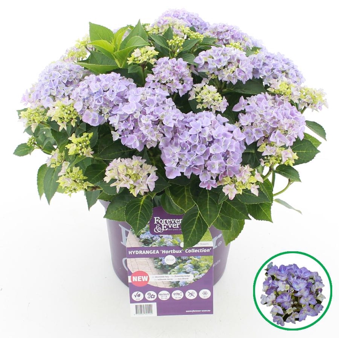 <h4>Hydrangea macr. Forever & Ever® 'HORTBUX'® Blauw C5 (23cm.) Kn.</h4>