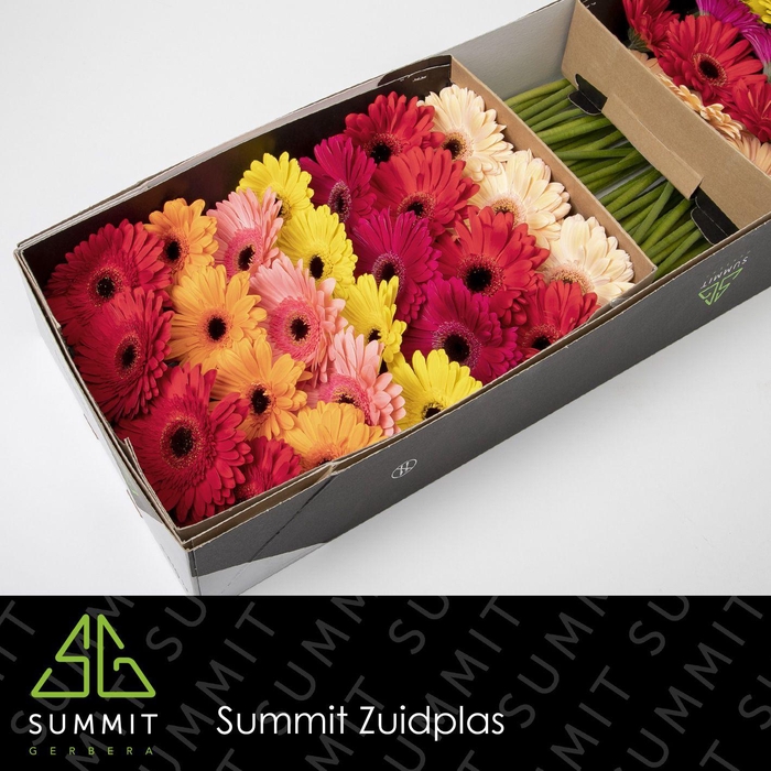 <h4>Gerbera Mix op Rij Doos</h4>