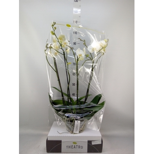 Phalaenopsis   ...white