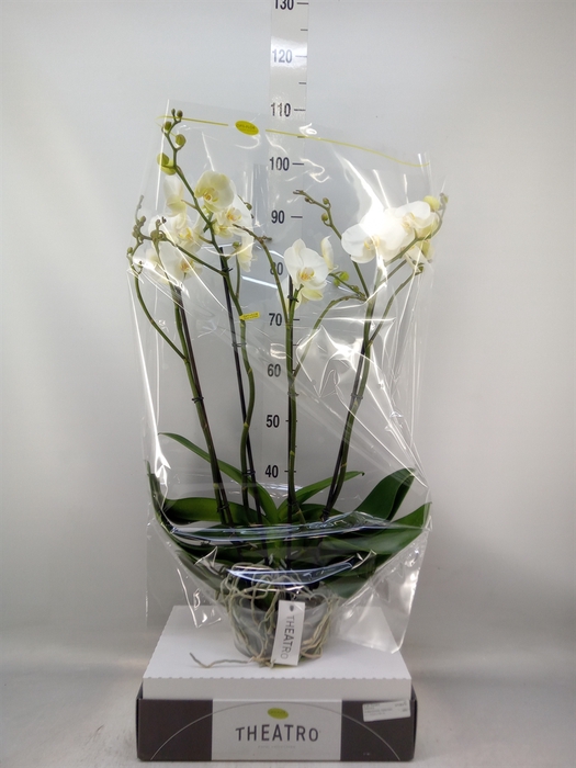 <h4>Phalaenopsis   ...white</h4>