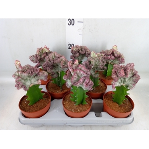 Euphorbia lactea
