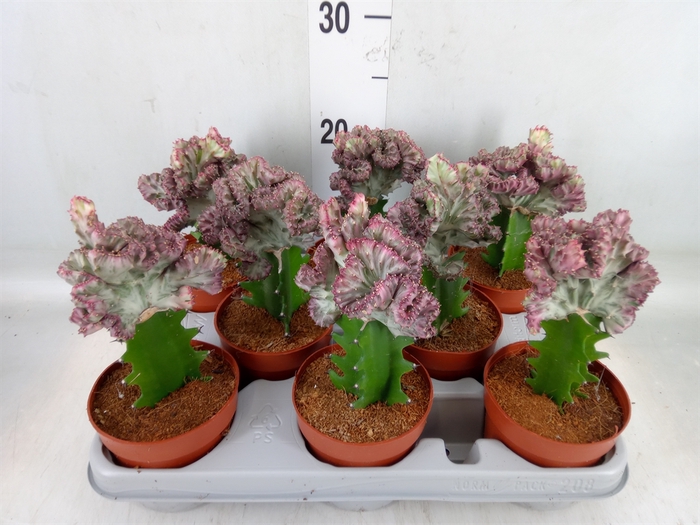 <h4>Euphorbia lactea</h4>