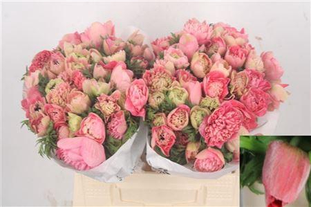 <h4>Anemone Levante Pink</h4>