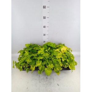 Tolmiea menziesii   ...variegated