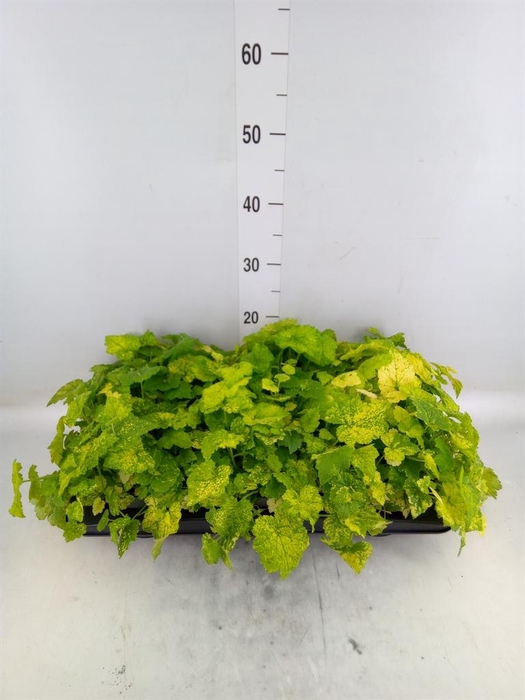 <h4>Tolmiea menziesii   ...variegated</h4>